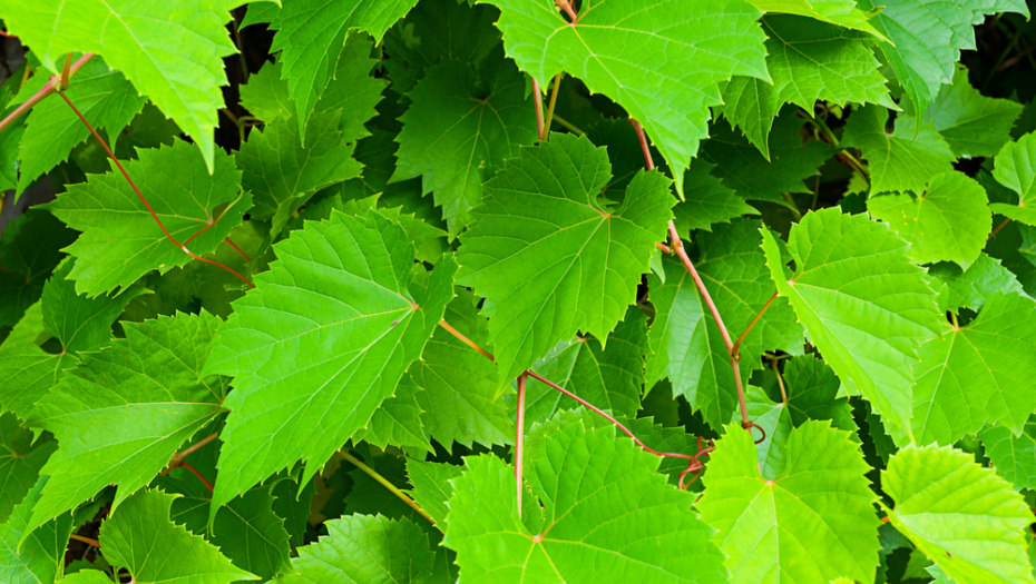 Protiv upale, zatvora i anemije: Evo zašto treba da uključite listove vinove loze i ishranu