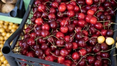 KAKO DA ZNATE DA LI U TREŠNJAMA IMA CRVA? Naučite ove trikove i izbegnite neprijatnosti