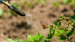 OVA BILJKA JE PRIRODNI INSEKTICID Posadite ovo pored krompira, nikada više nećete videti zlaticu