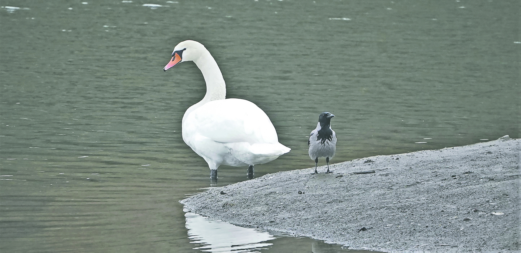 NAJLEPŠI MEĐU VODENIM PTICAMA Labud uvek gleda ka vodi od koje živi