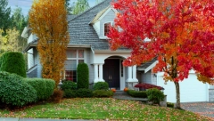 ZASADITE SVETO DRVO Prema narodnom verovanju svako dvorište treba da ga ima, evo i zbog čega