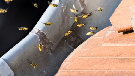 REŠITE SE OSA NA PRIRODAN NAČIN Bez hemikalija, trikovi koji sigurno funkcionišu!