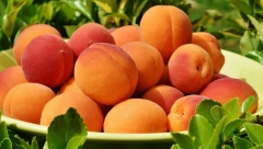 EVO KO NE SME NIKAKO DA JEDE KAJSIJE Ljudi sa ovom dijagnozom odmah moraju da ih izbace iz ishrane