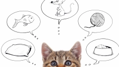 NAUKA JE POTVRDILA Mačke imaju svest o sebi!