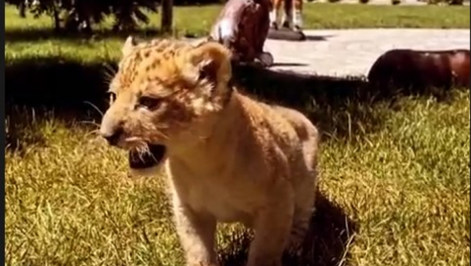 LAV PRONAĐEN NA PUTU KOD SUBOTICE Hitno pozvana policija