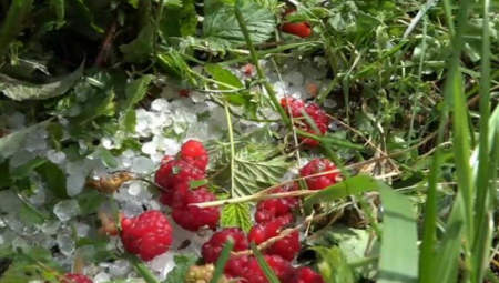 TOKOM BERBE MALINA SRUČIO SE STRAHOVIT GRAD  Maline su u užičkom kraju dotučene, gajbice se pretvorile u led (FOTO)