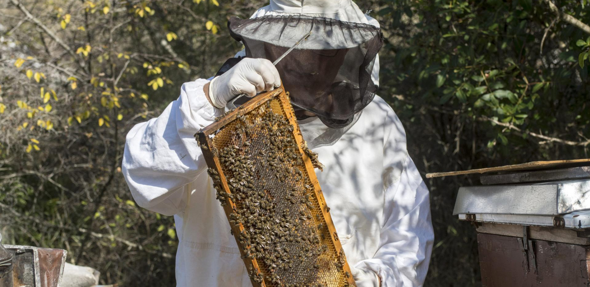 ZAPIŠITE SAVET STAROG PČELARA Ako vas ujede osa, komarac, pčela, ovaj lek je spas