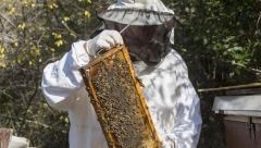 ZAPIŠITE SAVET STAROG PČELARA Ako vas ujede osa, komarac, pčela, ovaj lek je spas