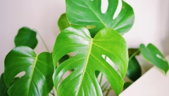 OVE BILJKE SVE SRPKINJE DRŽE U KUĆI, A NE BI TREBALO Zovu ih energetskim vampirima, tvrde da privlače bedu i nesreću!