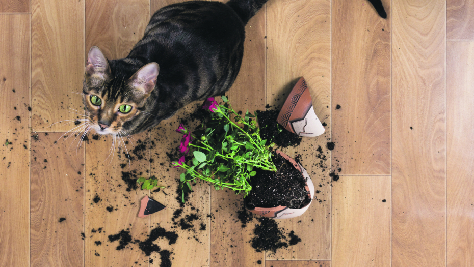 Vole da budu nestašne: Naučite mačku da se drži dalje od vašeg cveća