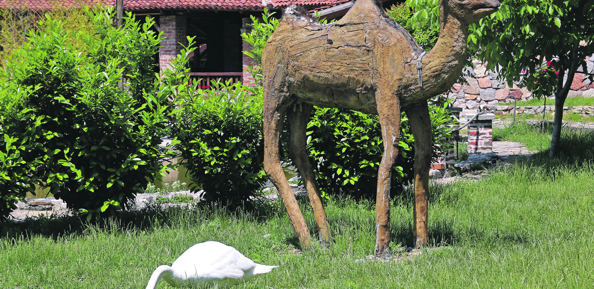 OVAJ LABUD, STANOVNIK JEDNOG ETNO-KOMPLEKSA KOD PARAĆINA Uživa, ima jezerce, ali i travnjak sa odličnom ponudom zeleniša