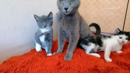 PRONAŠLE GA U OLUKU I POKUŠALE DA GA ZAGREJU Mačke spasle malu bebu od smrzavanja