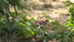 REŠENA MISTERIJA NA VOŽDOVCU Otkriveno ko i zbog čega baca pileće iznutrice po Beogradu