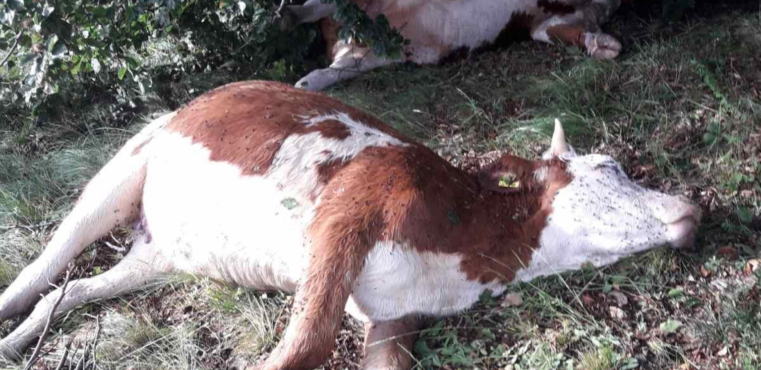 U EVROPI SE POJAVILO KRAVLJE LUDILO Ova bolest napada mozak životinja