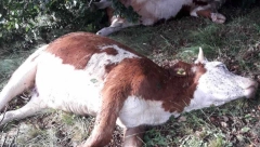 U EVROPI SE POJAVILO KRAVLJE LUDILO Ova bolest napada mozak životinja