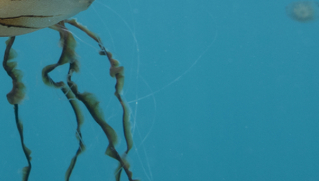 Morska životinja opekla dete na Tasosu, a onda se oglasio SRBIN