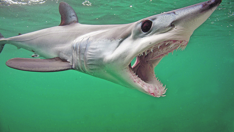 SRBI U STRAHU OD AJKULE UBICE! Zatvorena plaža u Hurgadi zbog fatalnog napada iz mora