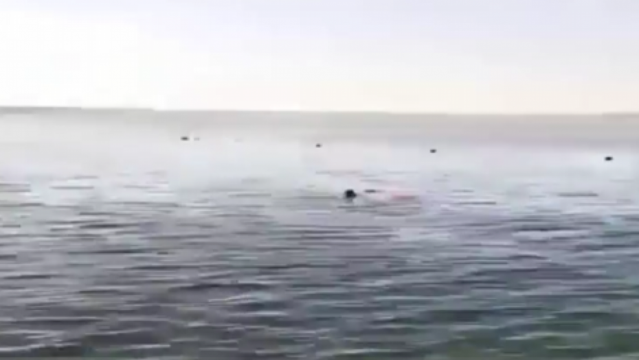 (UZNEMIRUJUĆI VIDEO) "VIDEO SAM AJKULU NA 15 METARA, ALI MI NIKO NIJE VEROVAO" Tragedija u Hurgadi je mogla biti izbegnuta?