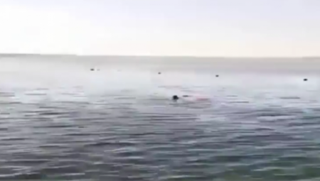 (UZNEMIRUJUĆI VIDEO) "VIDEO SAM AJKULU NA 15 METARA, ALI MI NIKO NIJE VEROVAO" Tragedija u Hurgadi je mogla biti izbegnuta?