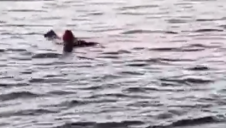 OVO JE AJKULA KOJA JE RASTRGLA DVE ŽENE U HURGADI Ubili je, vezali pa izvukli monstruma iz mora (VIDEO)