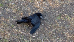 OPASAN VIRUS STIŽE OD VRANA Stručnjaci mole da im se ne prilazi, jer tvrde da su ljudi ugroženi!