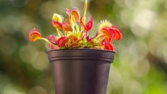 NEĆETE VIŠE SAMI MORATI LOVITI MUŠICE PO STANU Zasaditi ovu biljku i zaboravite na sve muke sa insektima