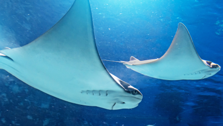 KRVAVO MORE Nova muka za srpske turiste u Hurgadi: Posle ajkula, napadaju i ove NEMANI (FOTO)