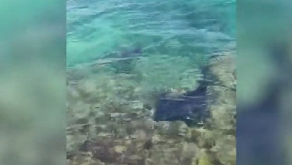 HAOS U EGIPTU SE NASTAVLJA Pojavile se ogromne raže u plićaku, turisti u panici