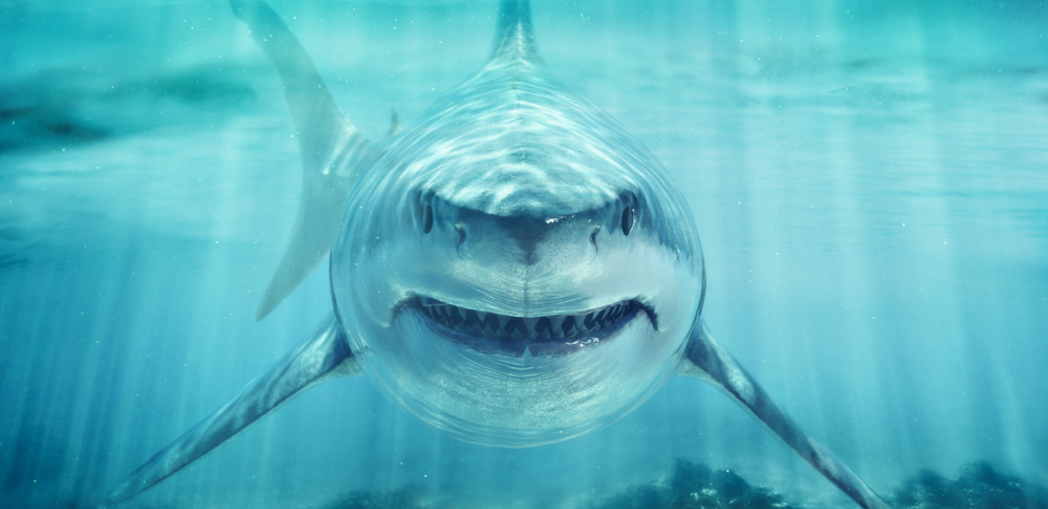 AJKULA DŽEKIL PONOVO VREBA Teška 180 kilograma,  za čoveka noćna mora