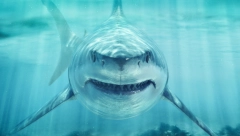 MUŠKARAC ČEKIĆEM UBIO AJKULU Stravična scena na Floridi