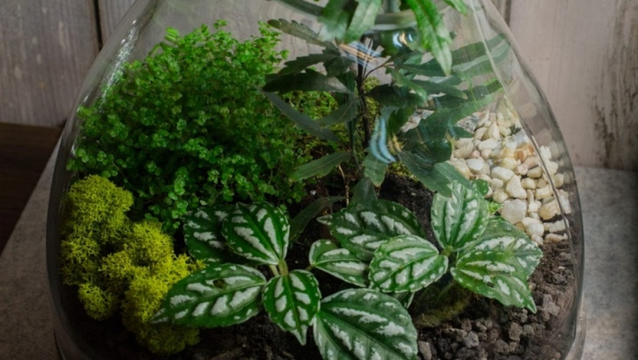 PET MAGIČNIH BILJAKA Štite kuću od nesreće i zla, a jedna privlači bogatstvo