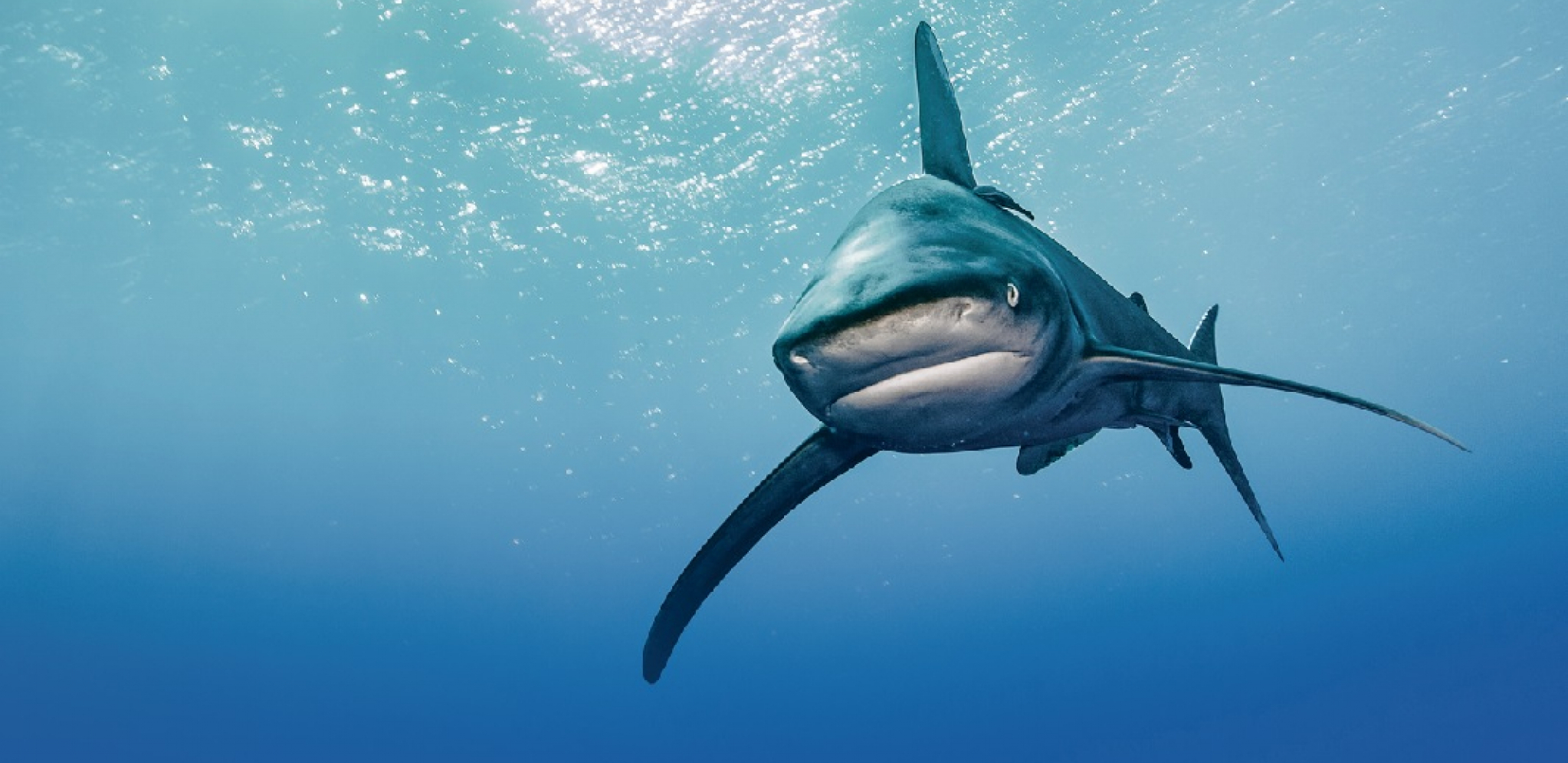 DRAGA SAVETA U duhu našeg naroda je da šalama smanje tenzije: Srbi spremni za borbu s ajkulama!