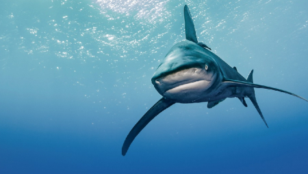 KOJE SU ŠANSE DA VAS NA LETOVANJU NAPADNE AJKULA? Posle tragedije u Hurgadi stručnjaci otkrivaju imate li razloga za brigu