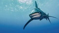 KOJE SU ŠANSE DA VAS NA LETOVANJU NAPADNE AJKULA? Posle tragedije u Hurgadi stručnjaci otkrivaju imate li razloga za brigu