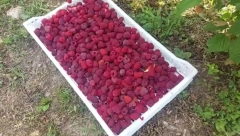 MALINARI U OPŠTINI KOSJERIĆ PREZADOVOLJNI BERBOM! Rade i ne žale se, cena "crvenog zlata" nikad veća!