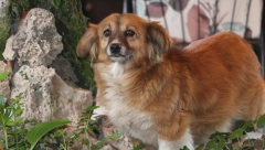 OVAJ LEP I OČIGLEDNO NEGOVAN PAS Stalni je gost jednog restorana u Sokobanji