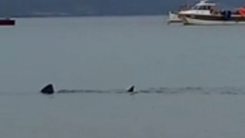 JOŠ JEDNA AJKULA BLIZU KUPAČA Snimljena u plićaku poznatog letovališta (FOTO)