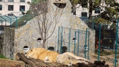 BEO ZOO VRT SLAVI 86. ROĐENDAN Za ove posetioce je ulaz besplatan (FOTO)