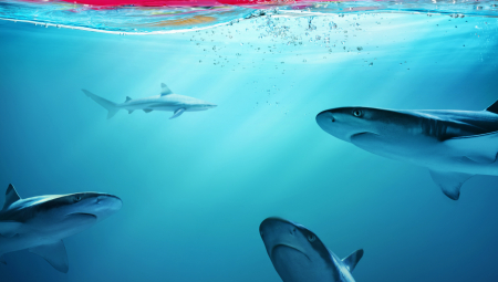 BEZ NJIH SE NE MOŽE Proverite koliko znate o neverovatnim morskim psima