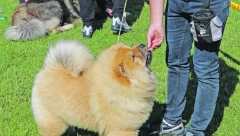 VODI POREKLO S KINESKOG DVORA Čau-čau je izuzetno veran pas
