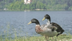 MEŠTANI UŽIVAJU U NAJLEPŠEM POGLEDU Bledsko jezero lepše od krempite