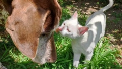 NE PRETI OPASNOST SAMO LJUDIMA Psi i mačke mogu dobiti toplotni udar, a ovo su simptomi