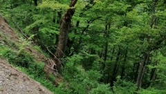 ŠUMSKI PREDATOR UTERAO STAH U SRPSKOM SELU "Plašimo se za decu! Gotovo svako jutro izađe na put kao da zna red vožnje"