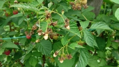 LOPOVI HARAJU MALINJACIMA Za par sati odnesu i preko 1.000 evra iz rudnika crvenog zlata (FOTO)