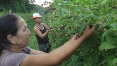 LOPOVI PUSTOŠE SRPSKE MALINJAKE Šteta u hiljadama evra, Ljubiša rešio da im stane na put (FOTO)