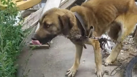 HOROR BEZ KAZNE! Majka i sin godinama sakupljaju pse po Zaječaru, a onda ih muče kao u logoru (FOTO)