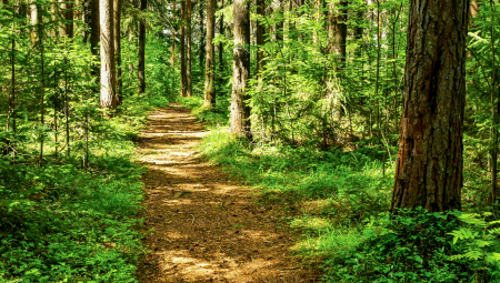 TREĆI DAN POTRAGE ZA NESTALIM SRBINOM Krenuo da sakuplja lekovito bilje, a onda mu se izgubio svaki trag