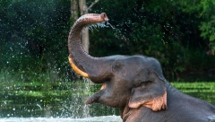 SLONOVI MOŽDA IMAJU KLJUČ ZA LEČENJE KANCERA Njihove ćelije su programirane da unište rak, a stručnjaci ih i dalje prate