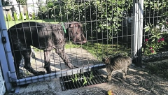 IAKO SU STALNO ZAJEDNO Između ovog psa i mačke nikada ne dolazi do sukoba,  a evo i zašto