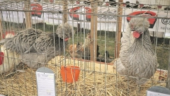 VEOMA INTERESANTNO Somborska kaporka pre svega osvaja uzgajivače ukrasne živine